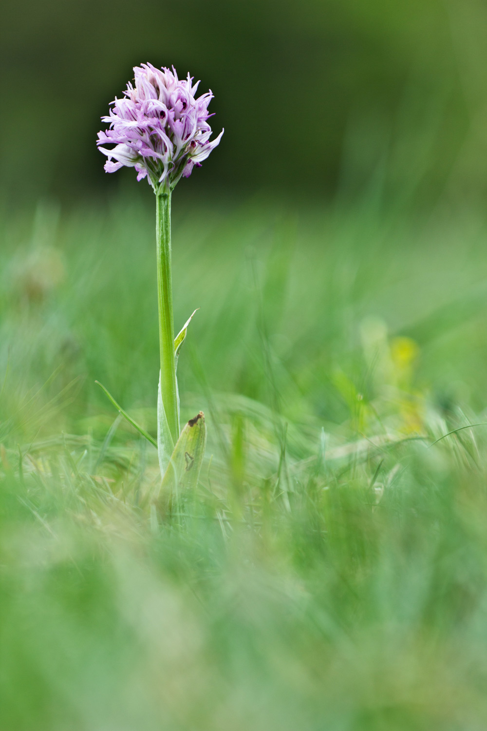 Neotinea tridentata